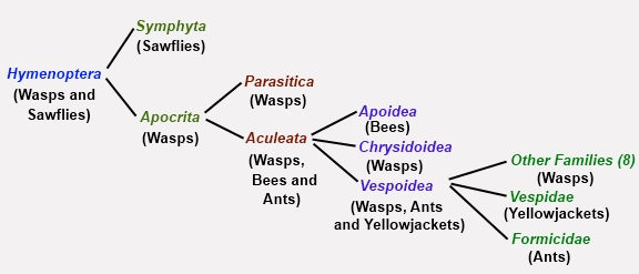 Hymenoptera Phylogeny
